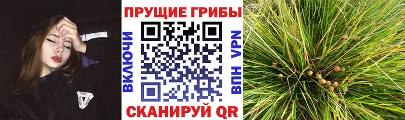 мега как зайти  Зеленоградск  Галлюциногенные грибы Psilocybine cubensis  как найти наркотики 
